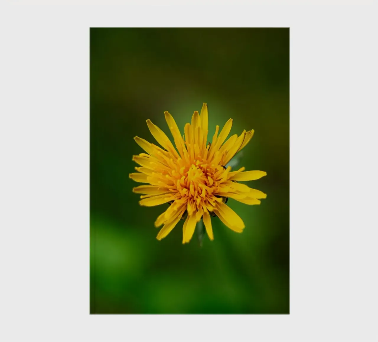 Dandelion notebook by Marcus Beckert | Fotografie