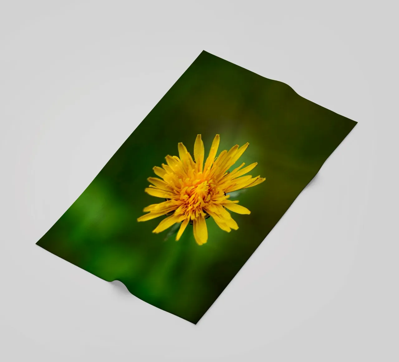 Dente di leone telo mare da Marcus Beckert | Fotografie