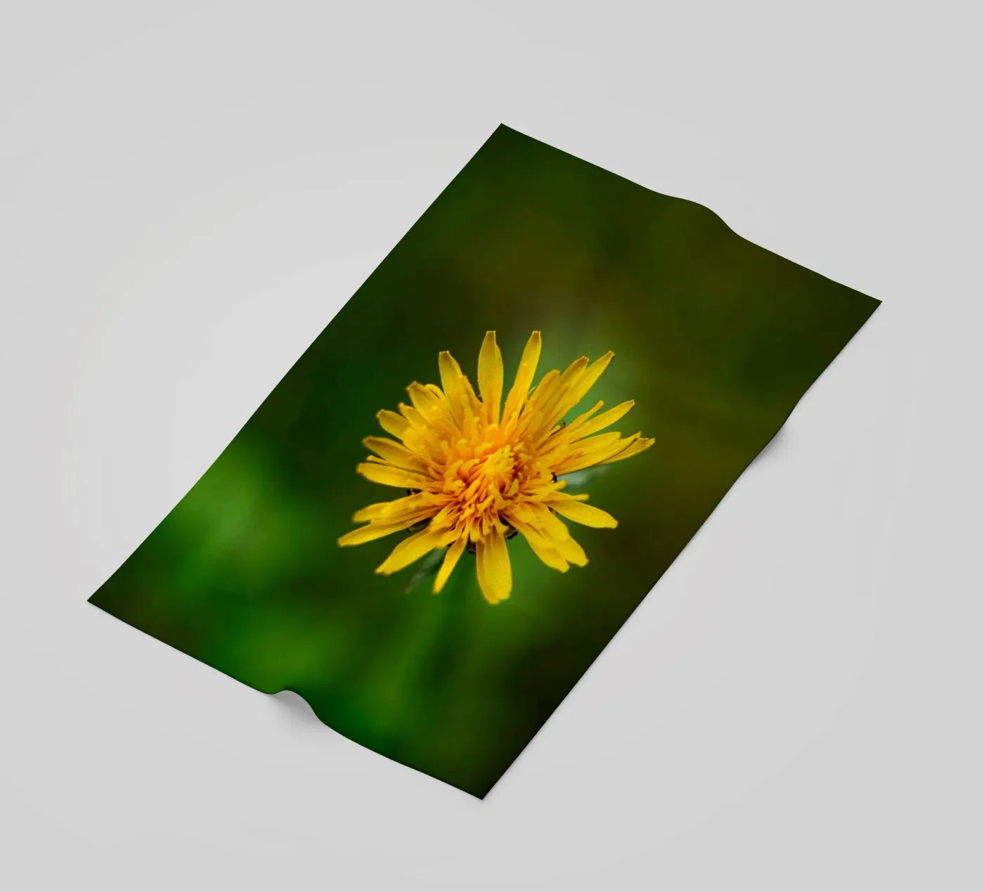 Dandelion beach towel by Marcus Beckert | Fotografie