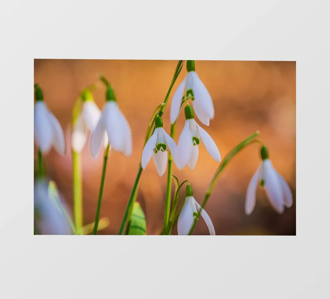 Snowdrops pvc cover by Marcus Beckert | Fotografie