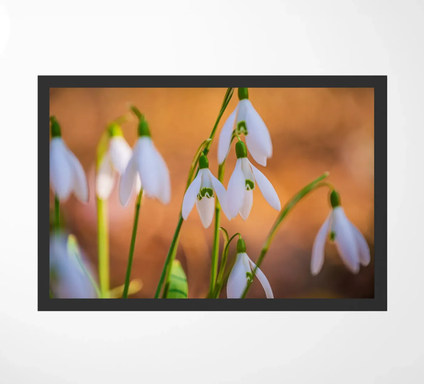 Snowdrops zerbino da Marcus Beckert | Fotografie