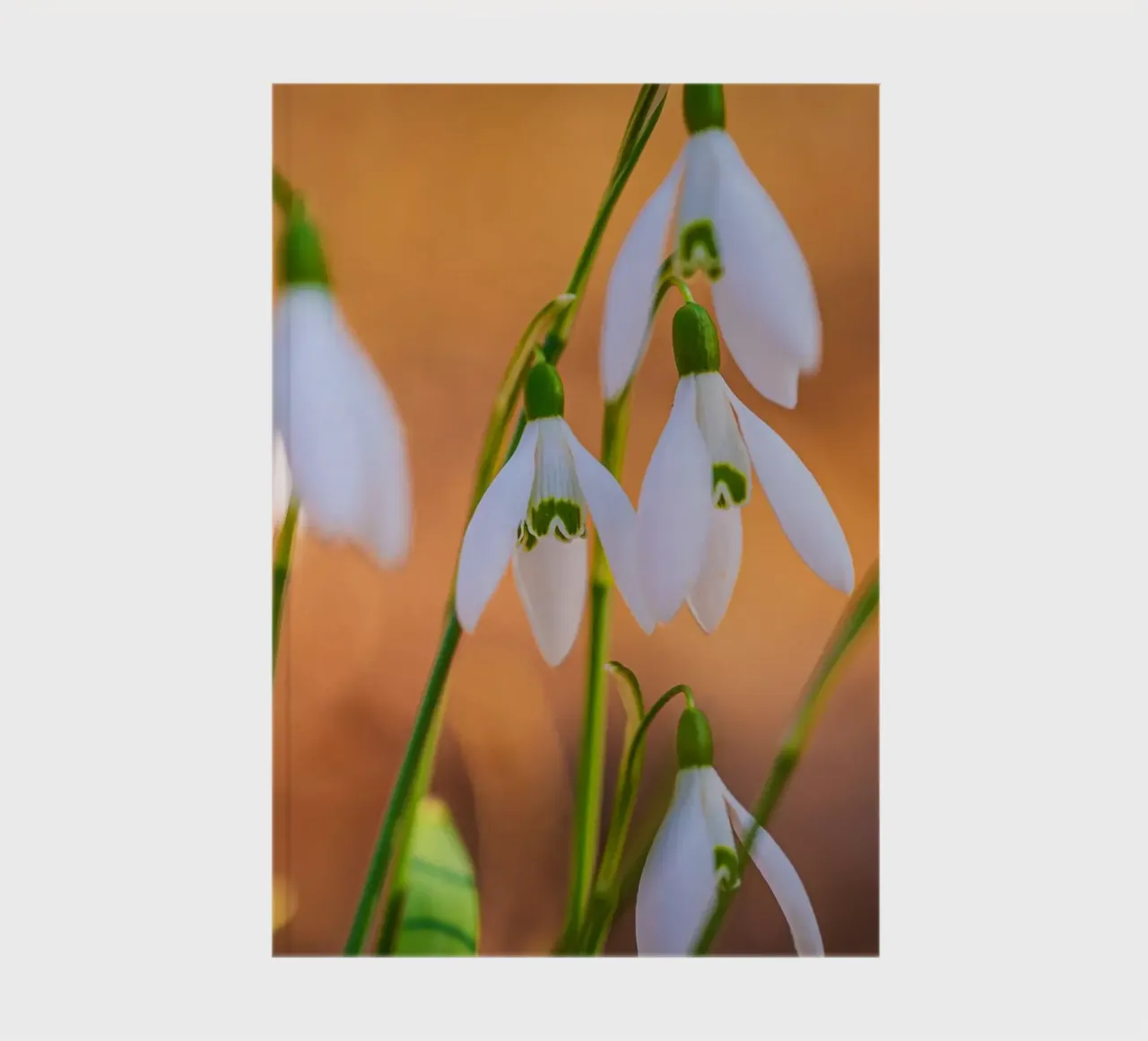 Snowdrops notebook by Marcus Beckert | Fotografie