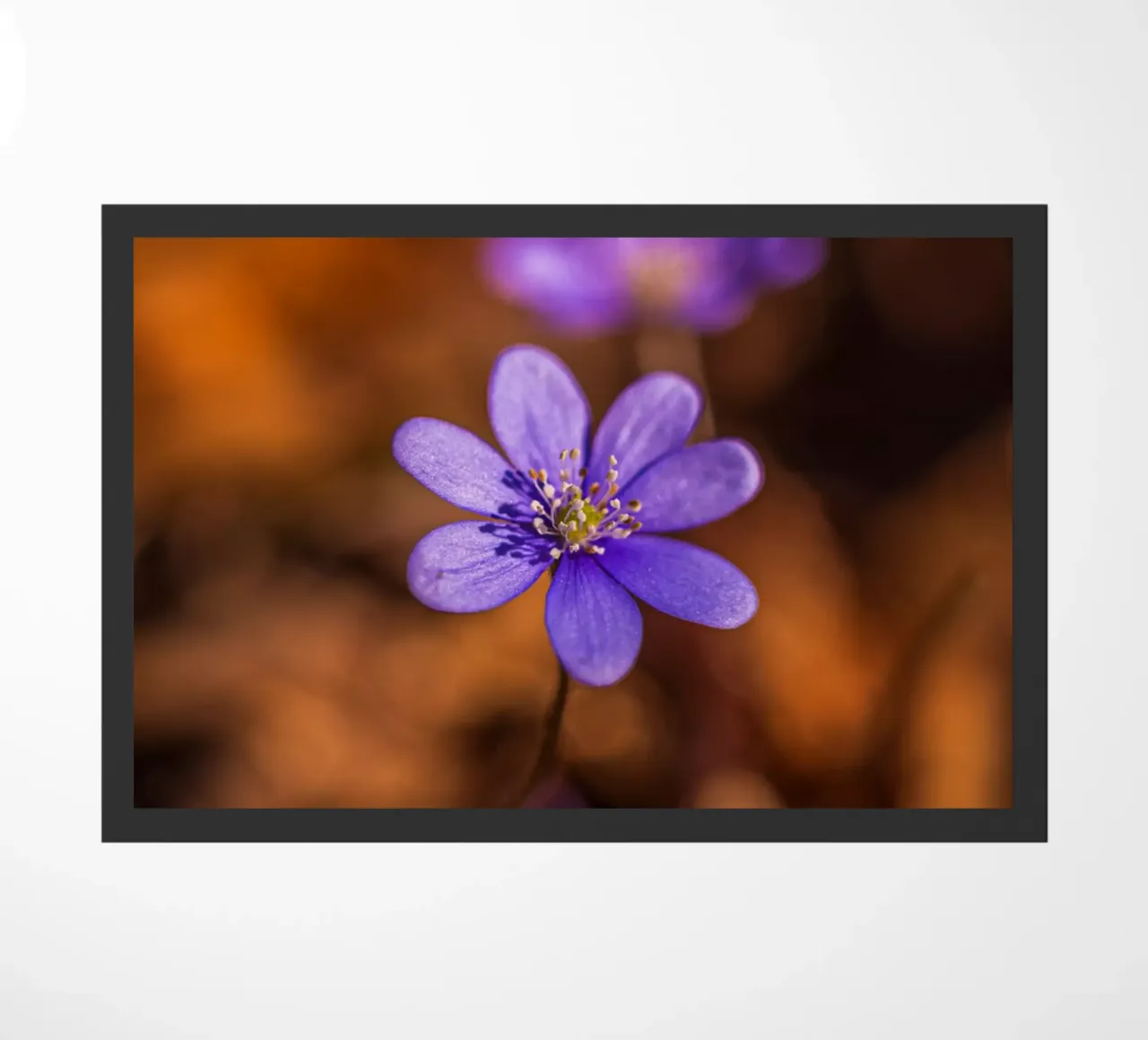 Epatiche in primavera zerbino da Marcus Beckert | Fotografie