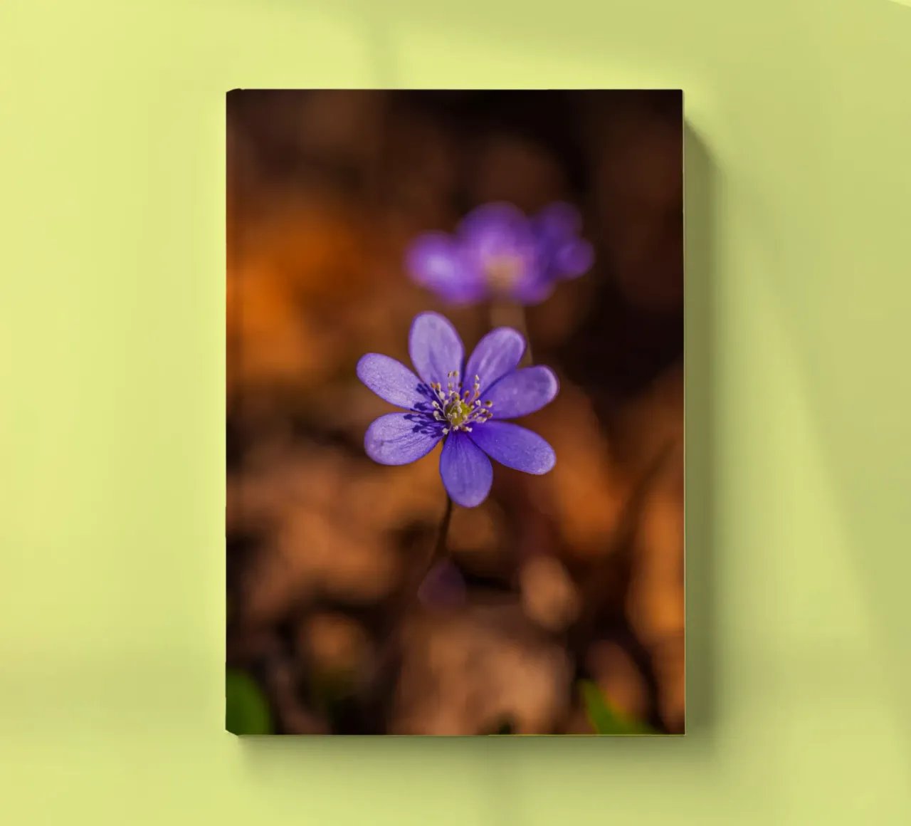 Liverworts in spring notebook by Marcus Beckert | Fotografie