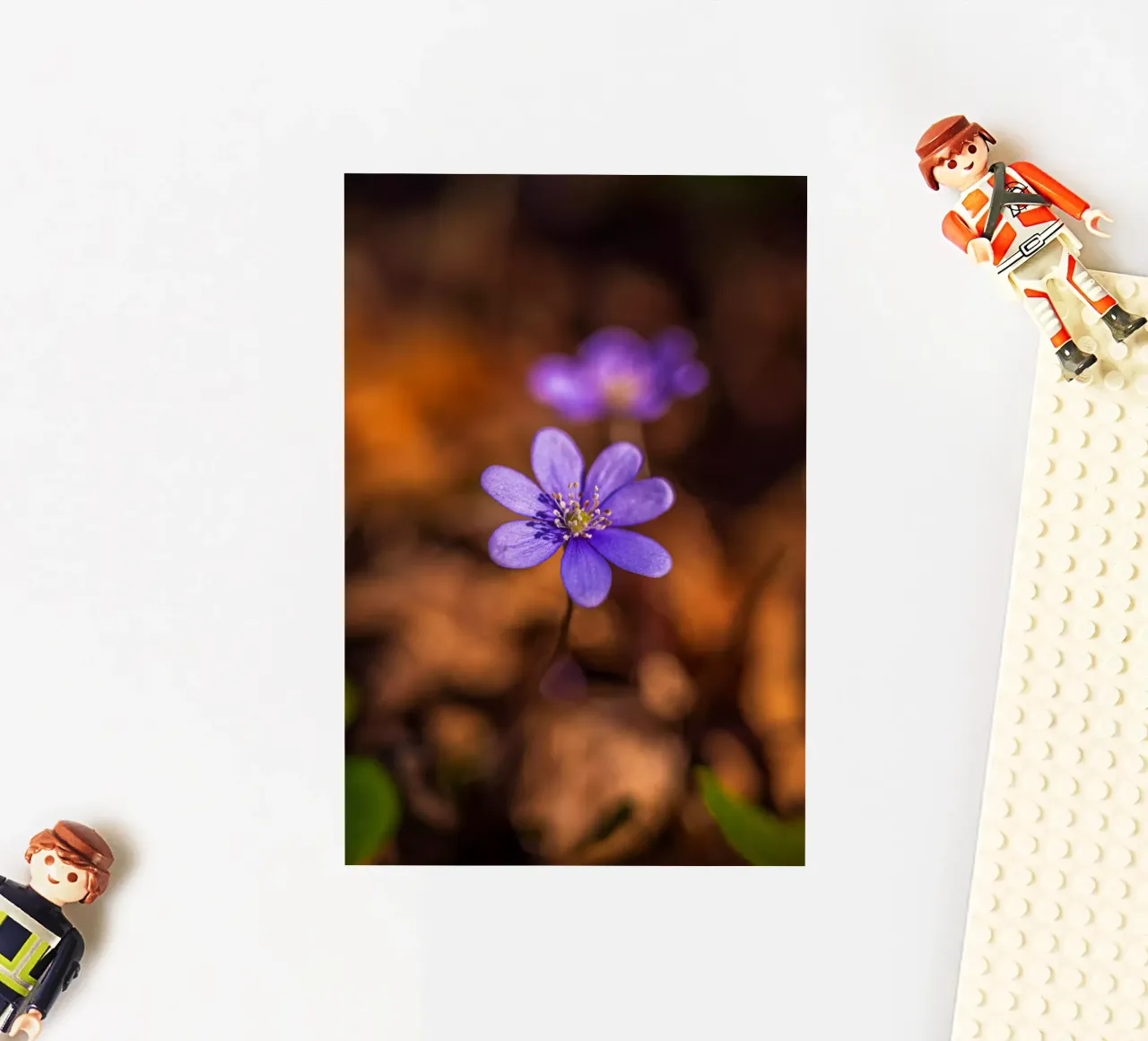 Liverworts in spring sticker by Marcus Beckert | Fotografie