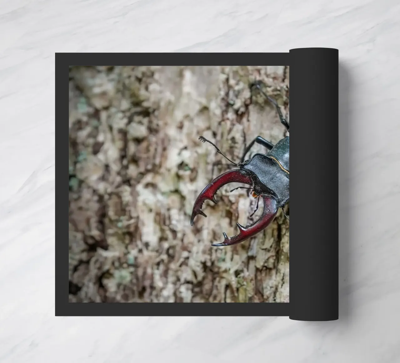 Stag Beetle Fußmatte von Tom's Wildlife