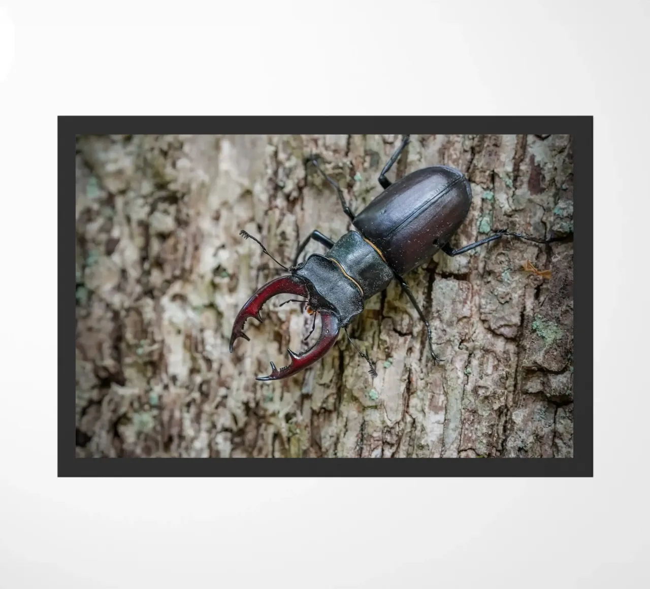 Stag Beetle Fußmatte von Tom's Wildlife