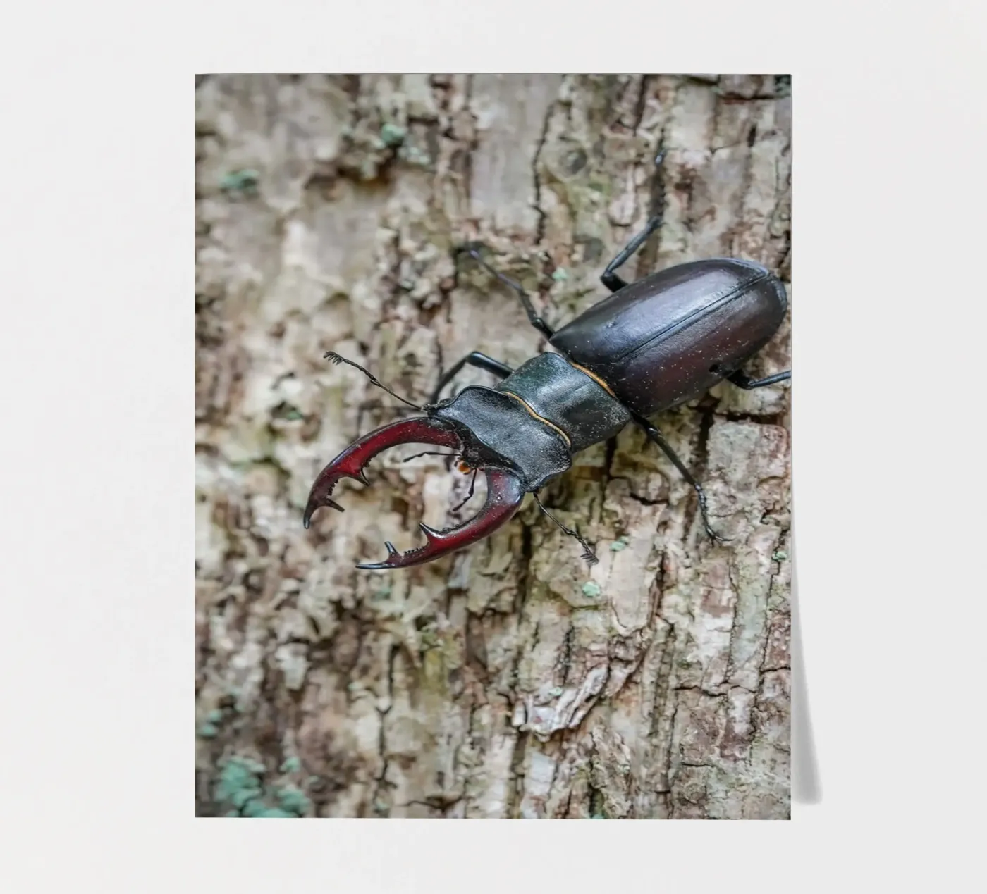 Stag Beetle Stickerbogen von Tom's Wildlife