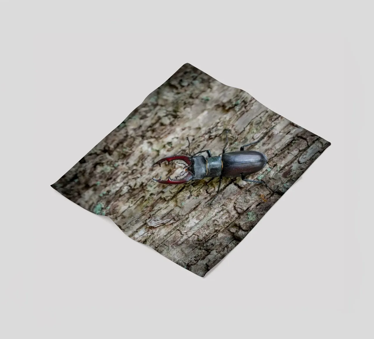 Hirschkäfer Fleecedecke von Tom's Wildlife