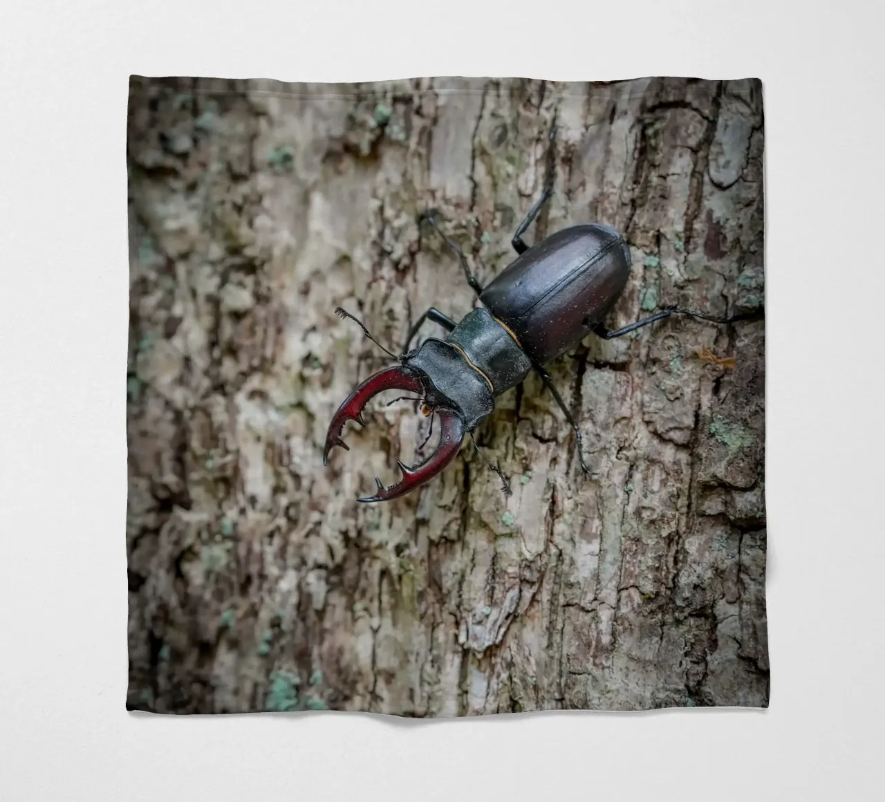 Hirschkäfer Fleecedecke von Tom's Wildlife
