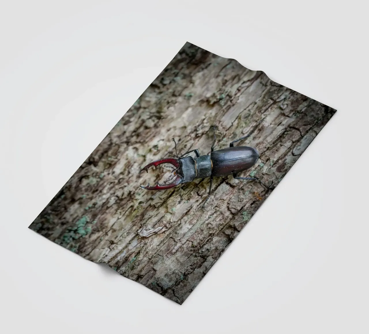 Hirschkäfer Fleecedecke von Tom's Wildlife