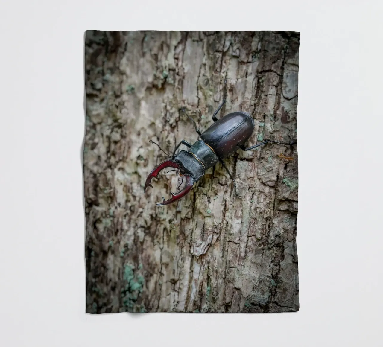 Hirschkäfer Fleecedecke von Tom's Wildlife