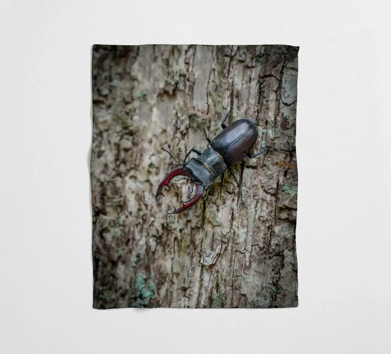 Hirschkäfer Fleecedecke von Tom's Wildlife