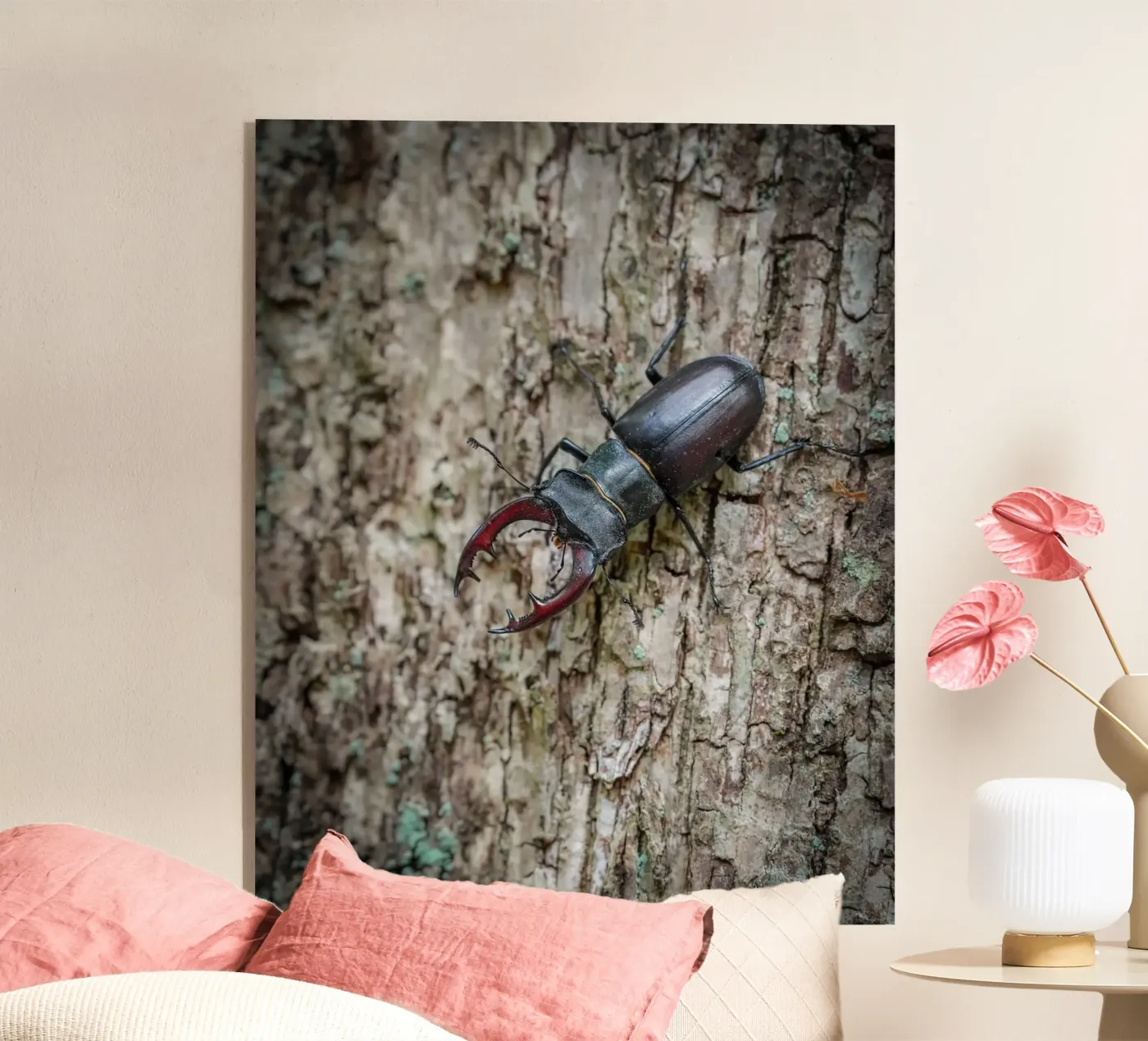 Scarafaggio cervo plexiglass da Tom's Wildlife