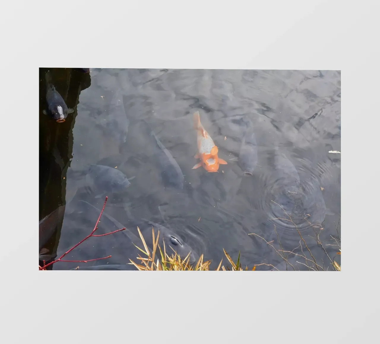 Carpa Koi telo in pvc da dava