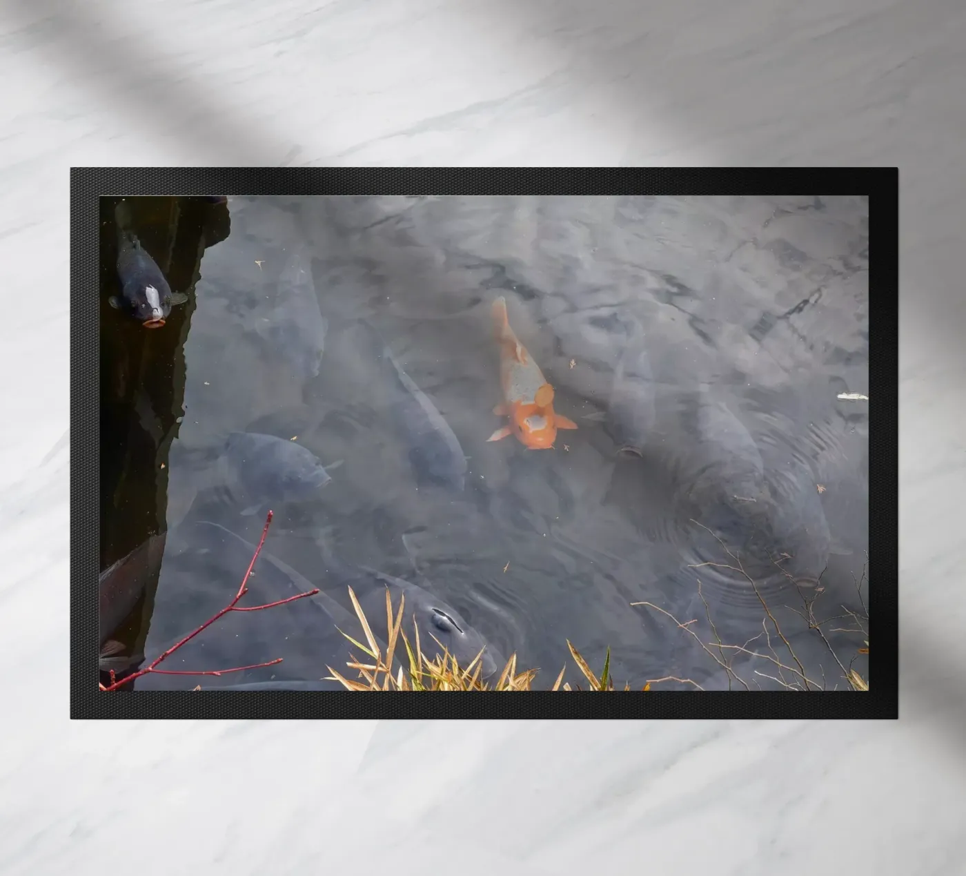 Carpa Koi zerbino da dava