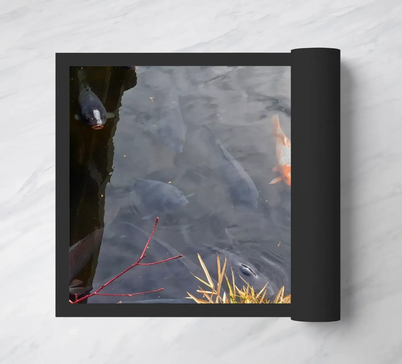 Carpa Koi zerbino da dava