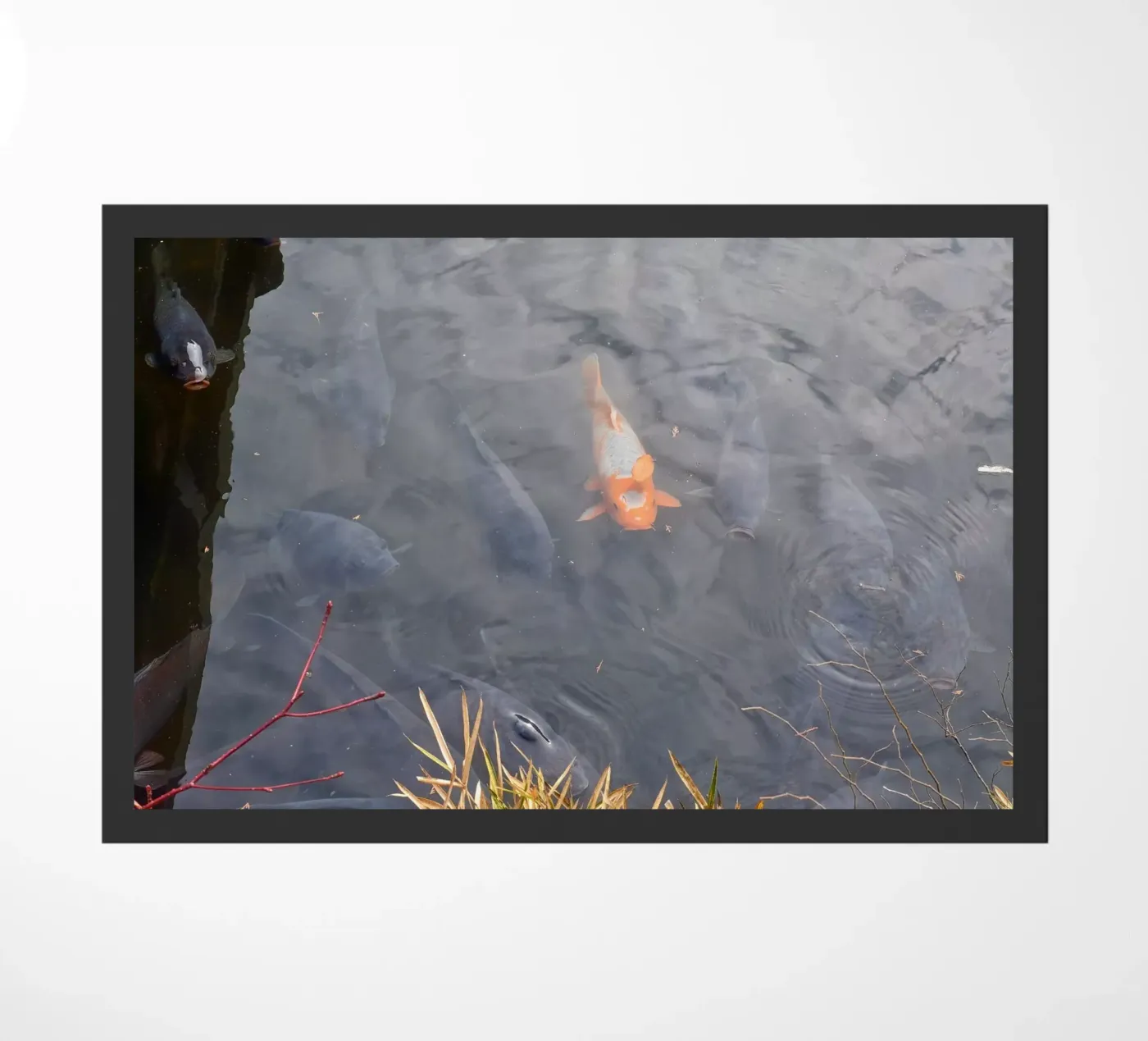 Carpa Koi zerbino da dava