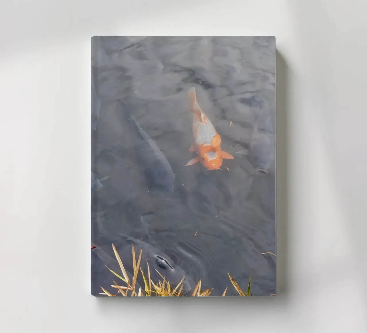 Carpa Koi diario da dava