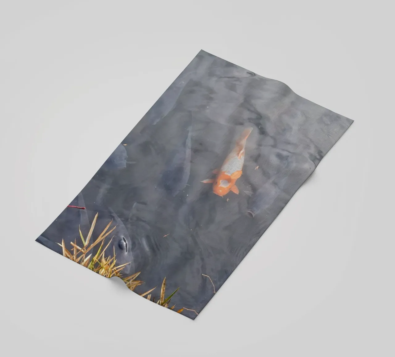Carpa Koi telo mare da dava