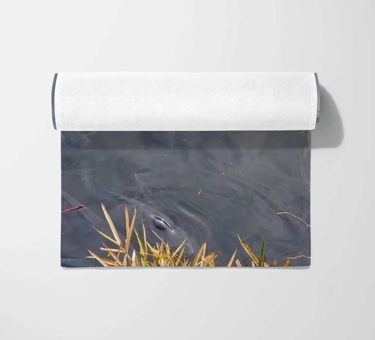Carpa Koi telo mare da dava