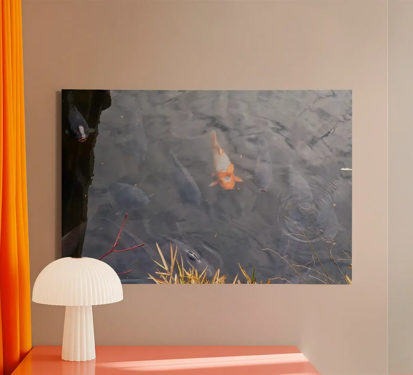 Carpa Koi tela da dava