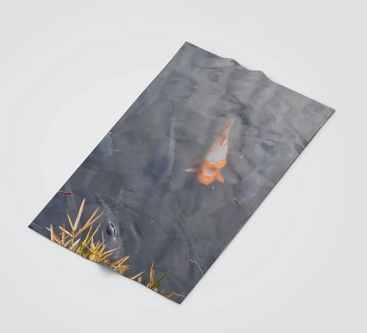 Carpa Koi coperta in pile da dava