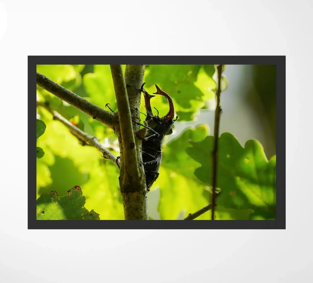 Hirschkäfer Fußmatte von Tom's Wildlife