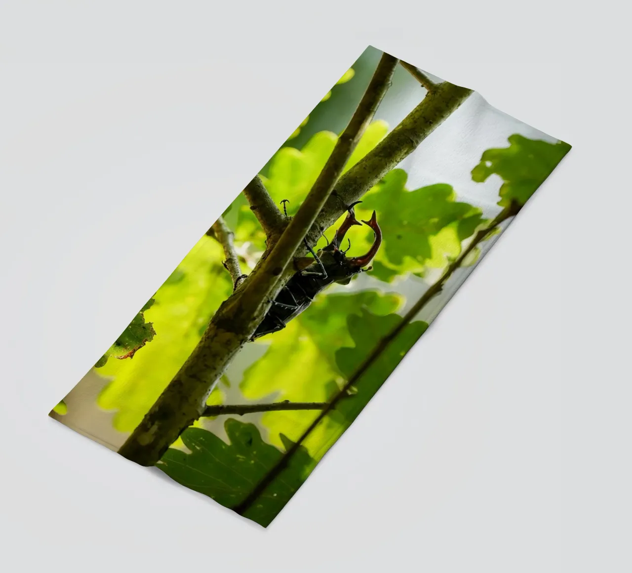 Scarafaggio cervo telo mare da Tom's Wildlife