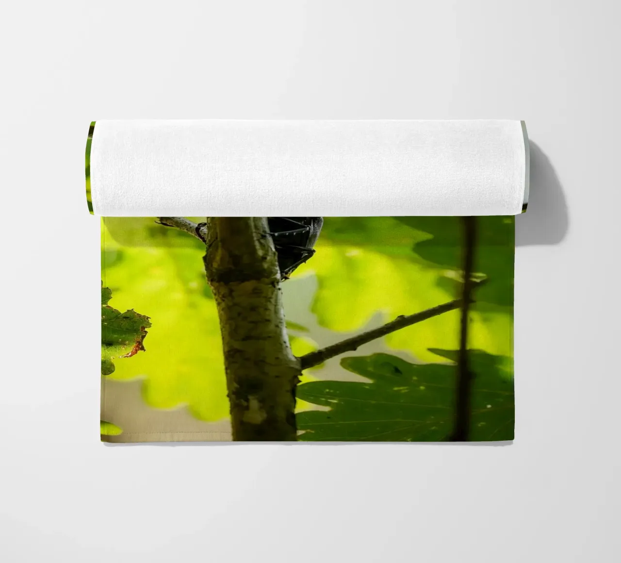 Scarafaggio cervo telo mare da Tom's Wildlife