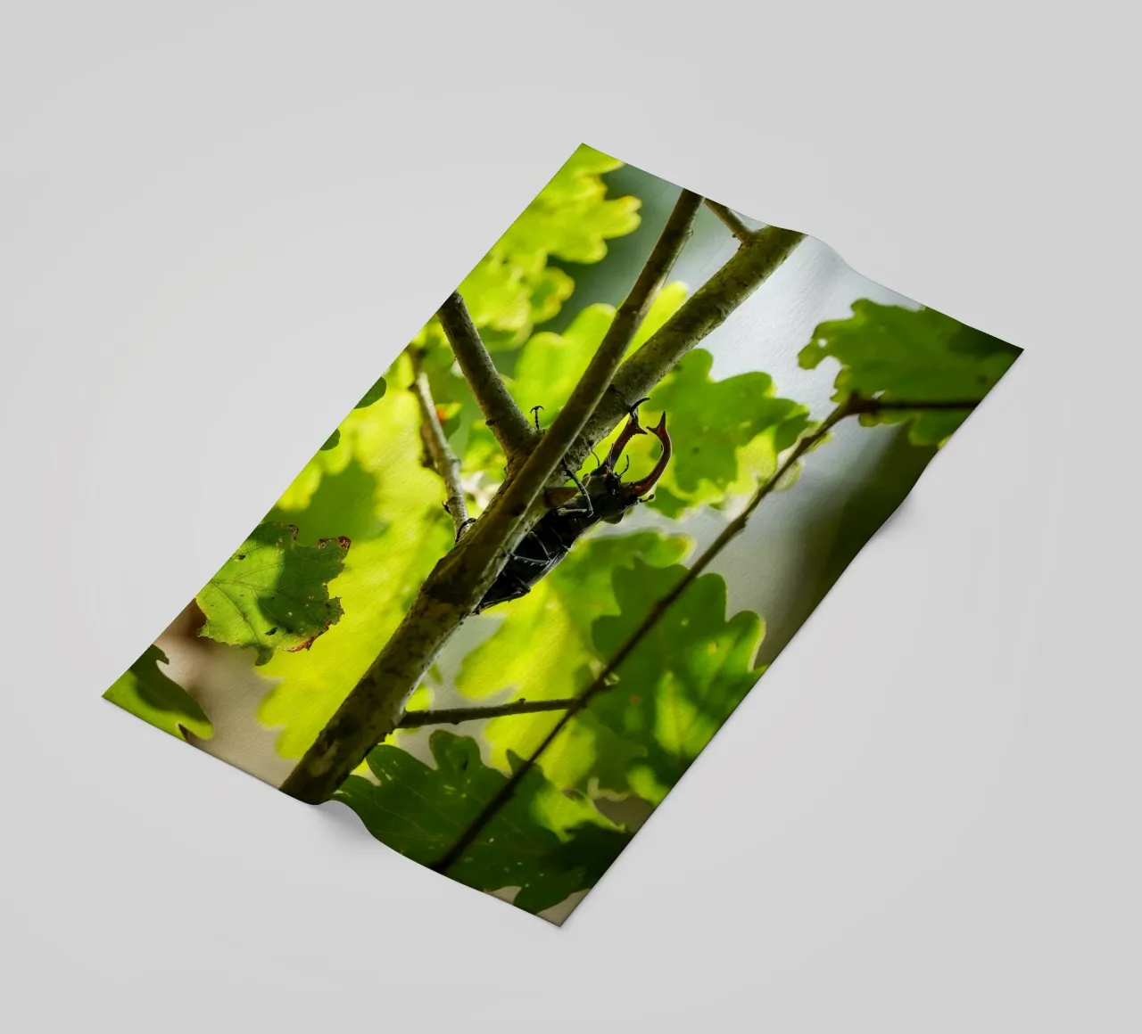 Scarafaggio cervo telo mare da Tom's Wildlife