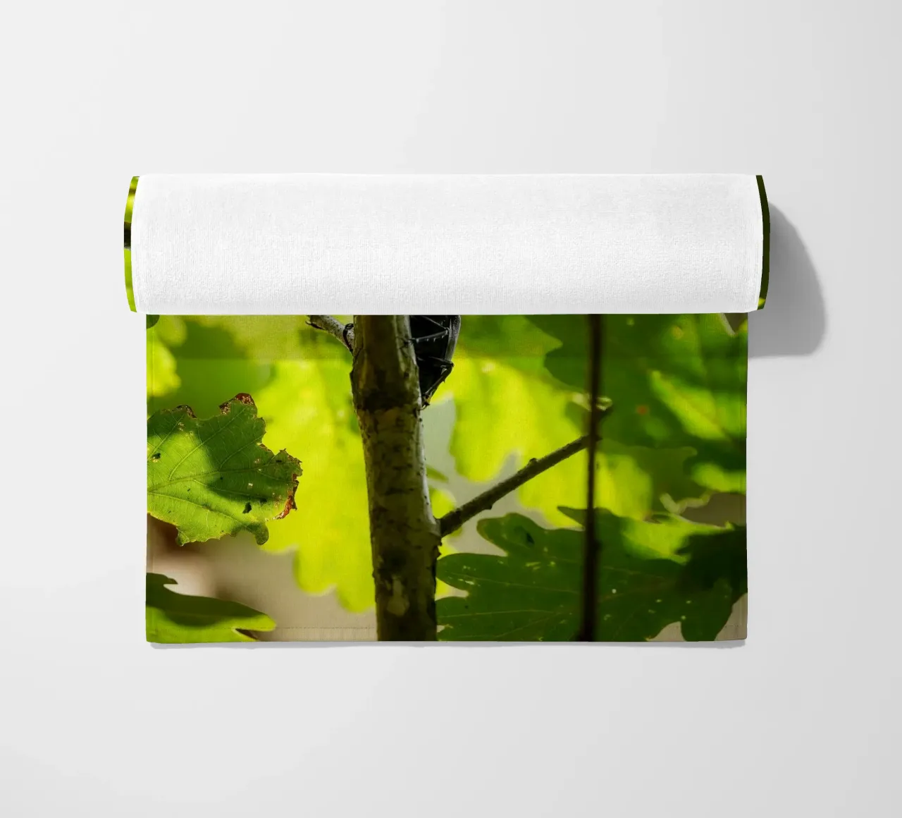 Scarafaggio cervo telo mare da Tom's Wildlife