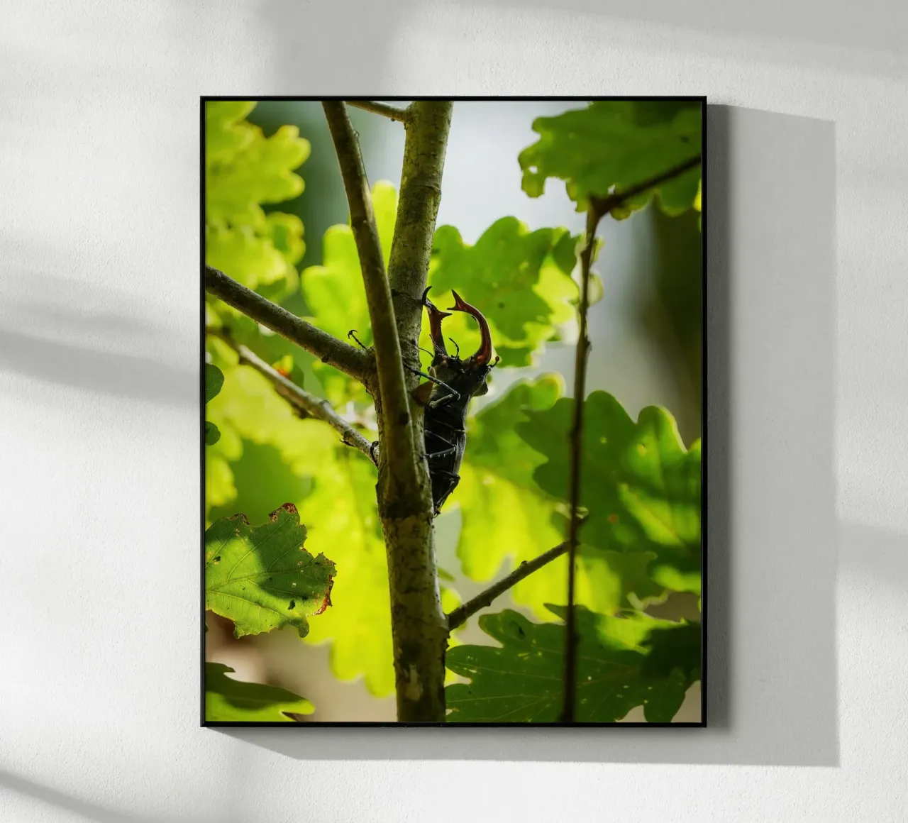 Stag Beetle plexiglass da Tom's Wildlife