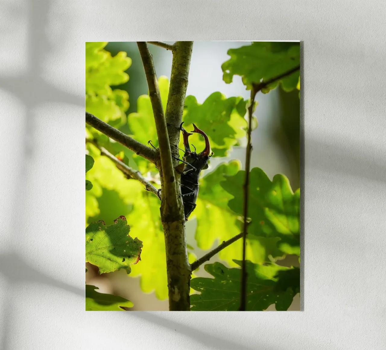 Stag Beetle plexiglass da Tom's Wildlife