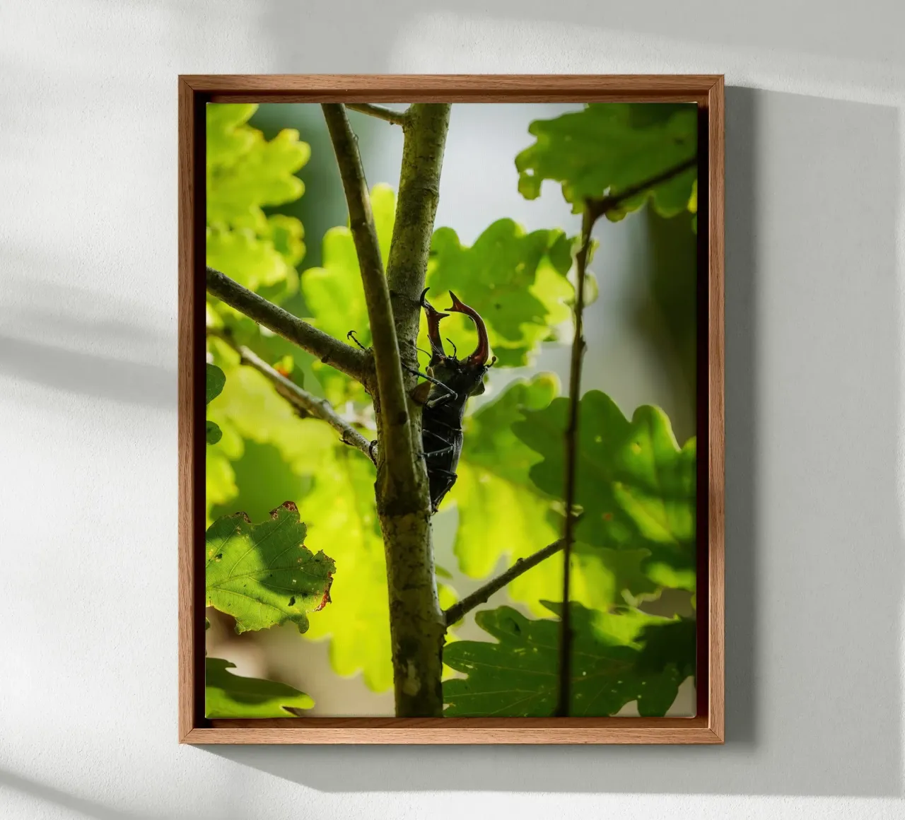 Stag Beetle canvas with Floater frame by Tom's Wildlife