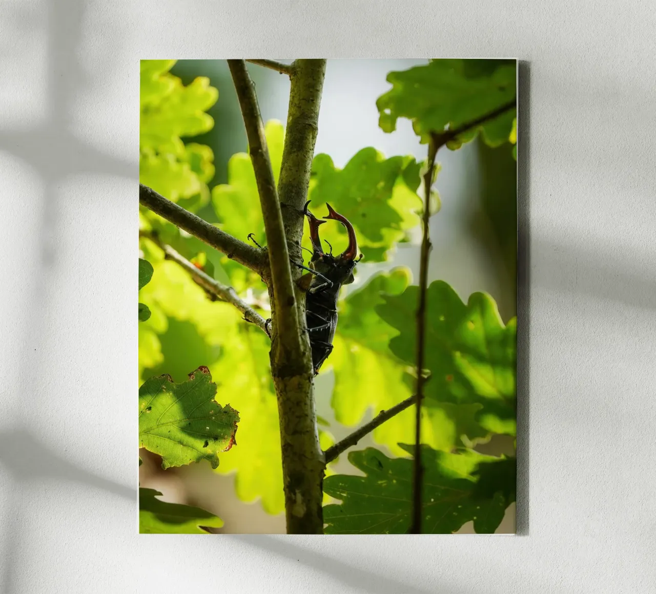 Stag Beetle canvas with Floater frame by Tom's Wildlife