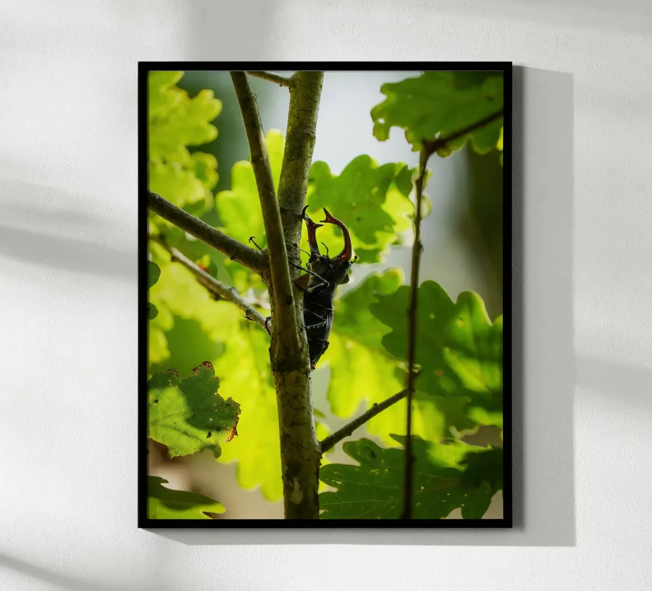 Hirschkäfer Poster von Tom's Wildlife