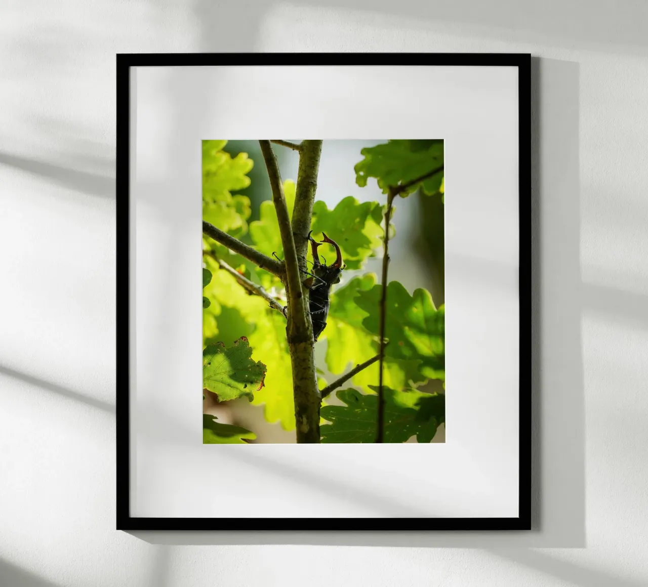 Hirschkäfer Poster von Tom's Wildlife