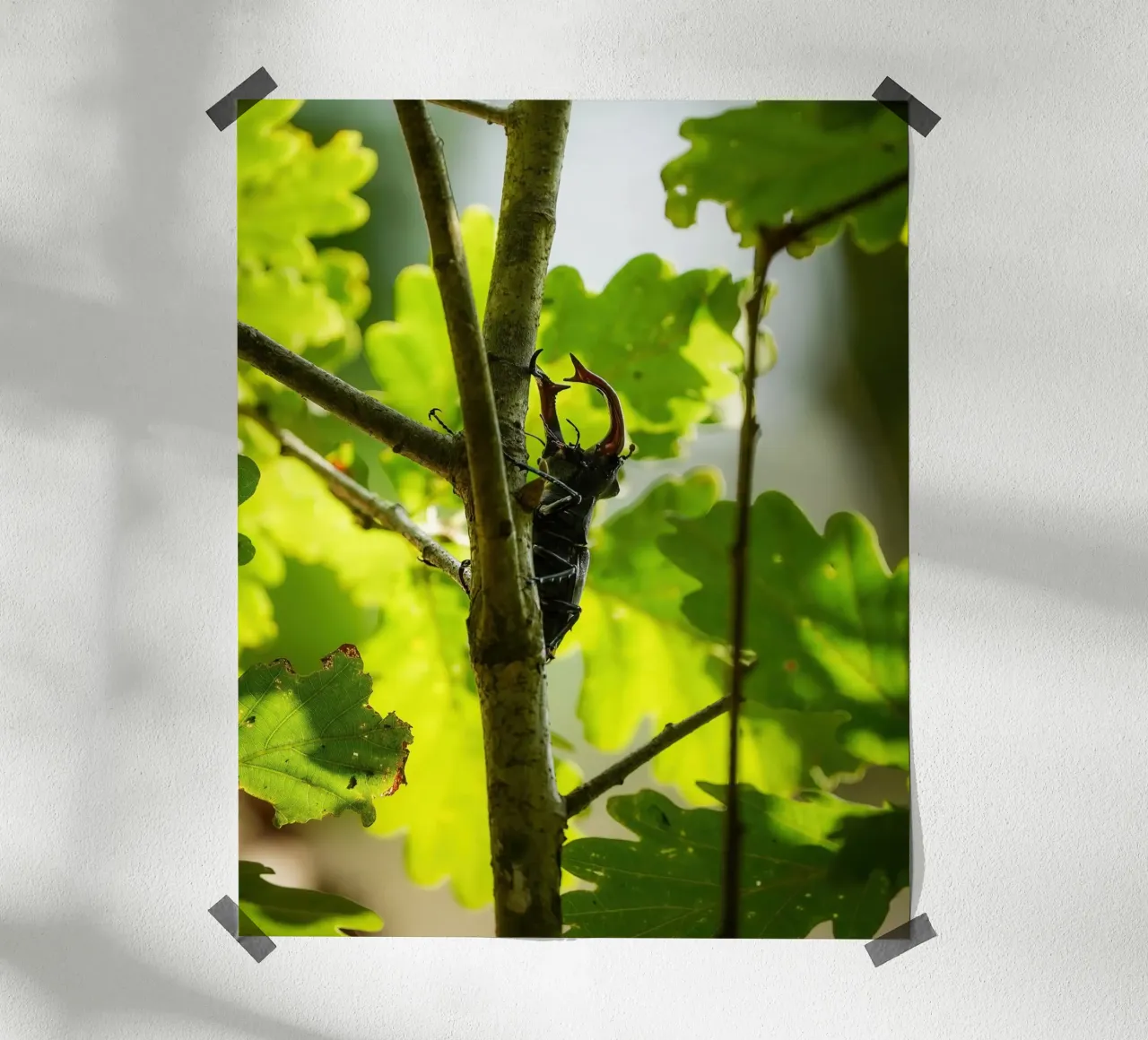 Hirschkäfer Poster von Tom's Wildlife