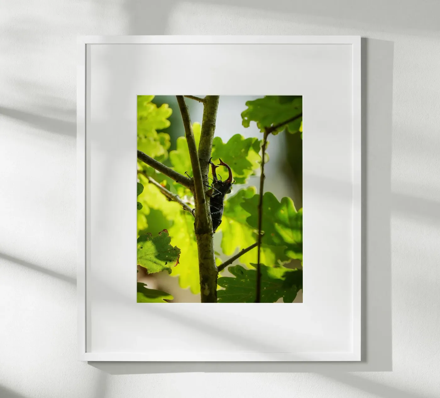 Stag Beetle Poster von Tom's Wildlife