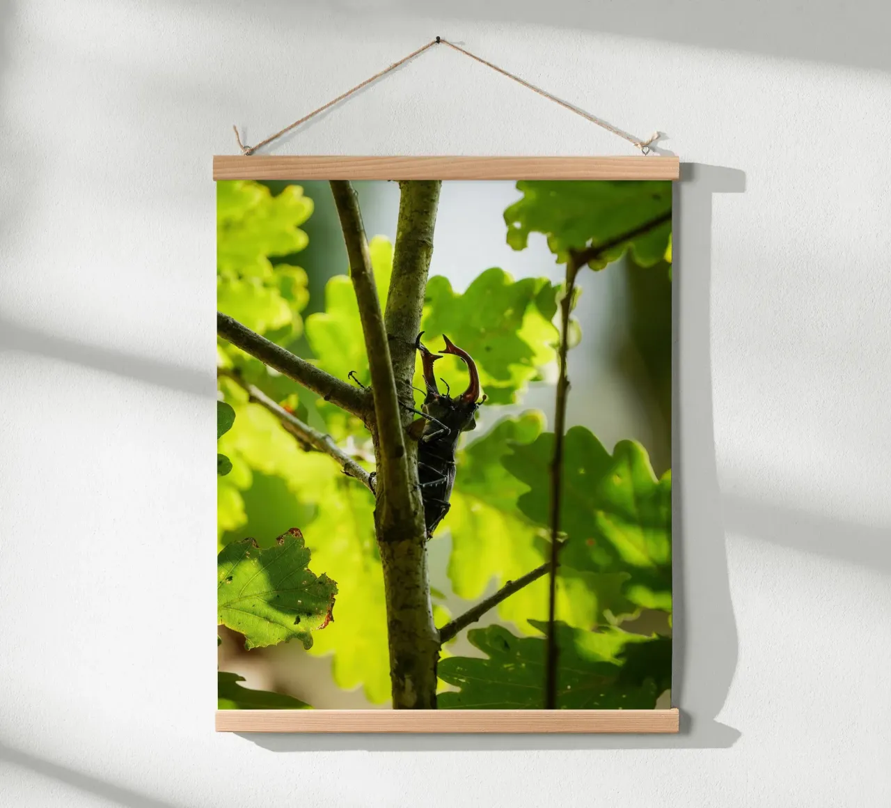 Hirschkäfer Poster von Tom's Wildlife