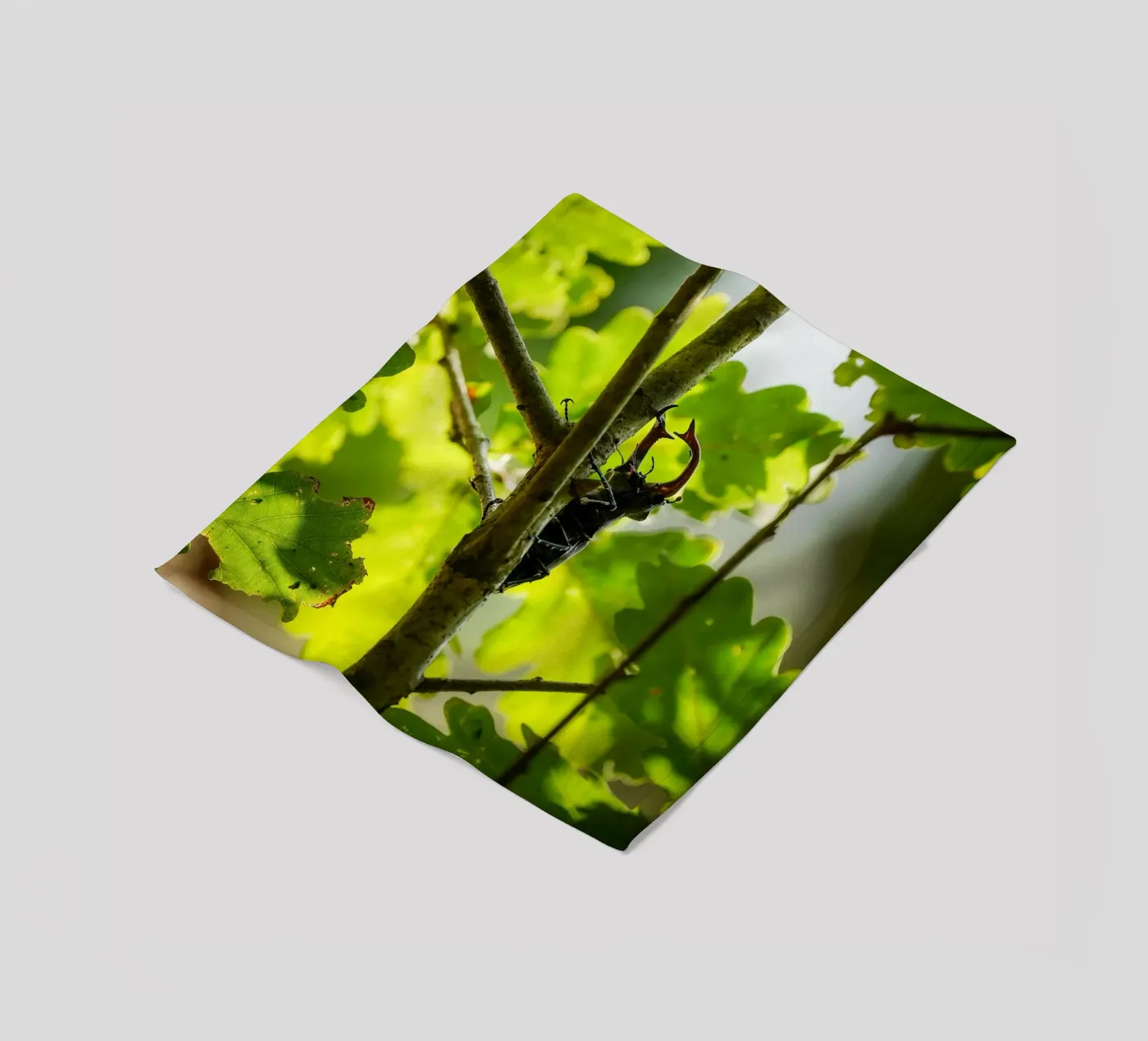 Stag Beetle Fleecedecke von Tom's Wildlife