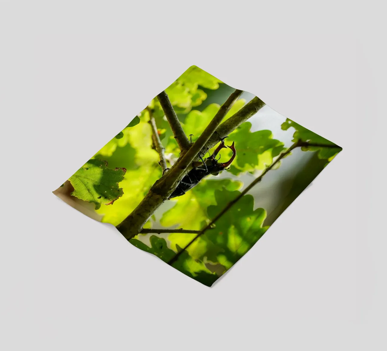 Hirschkäfer Fleecedecke von Tom's Wildlife