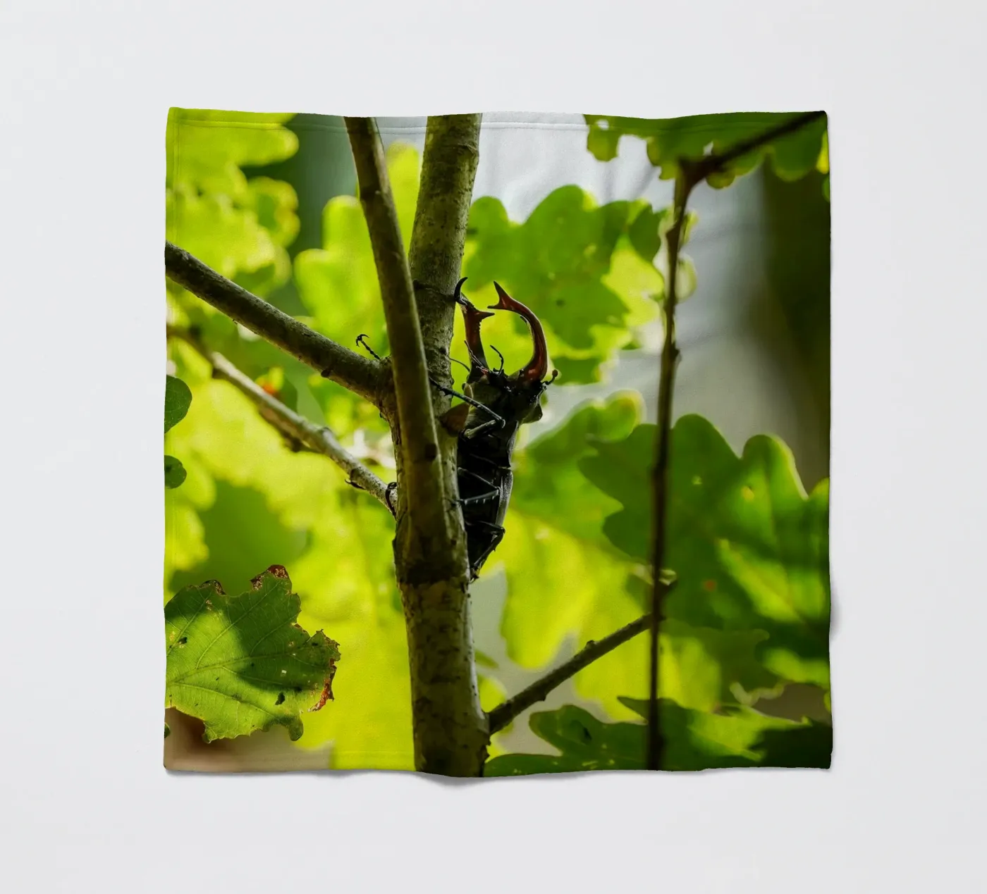 Stag Beetle Fleecedecke von Tom's Wildlife