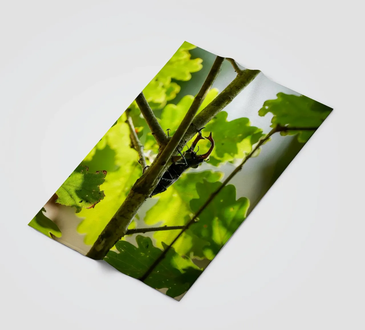 Hirschkäfer Fleecedecke von Tom's Wildlife