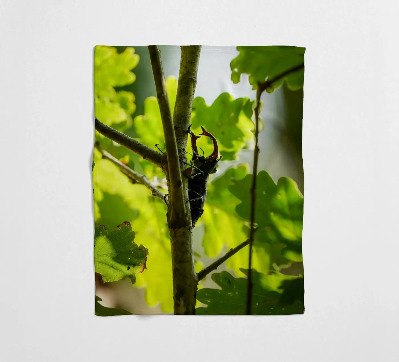 Stag Beetle Fleecedecke von Tom's Wildlife