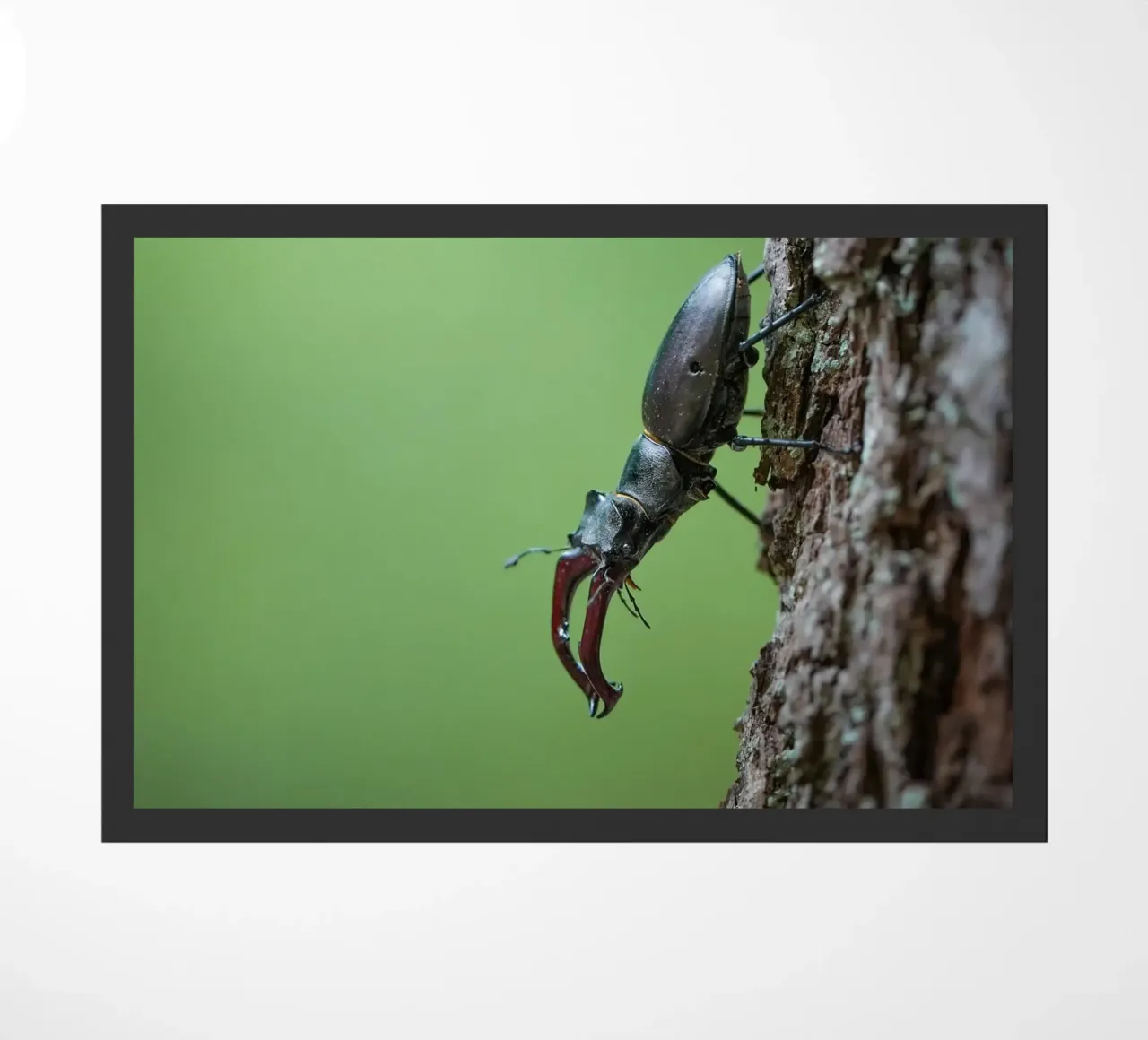Hirschkäfer Fußmatte von Tom's Wildlife