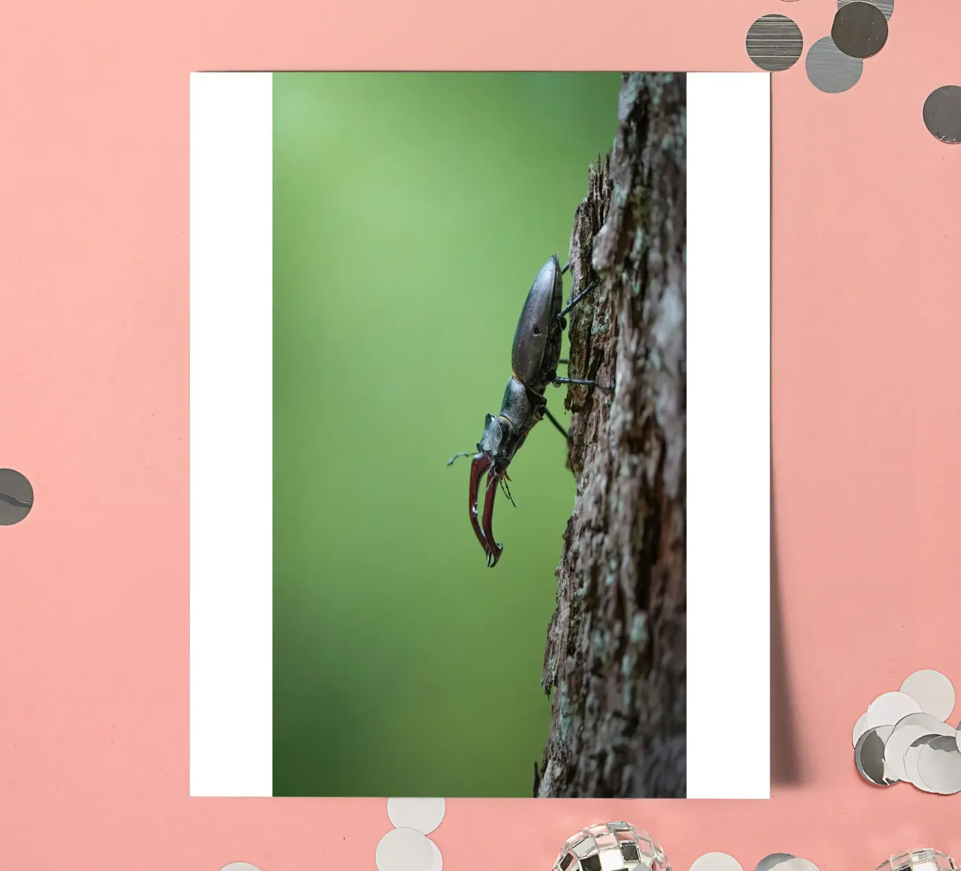 Hirschkäfer Stickerbogen von Tom's Wildlife