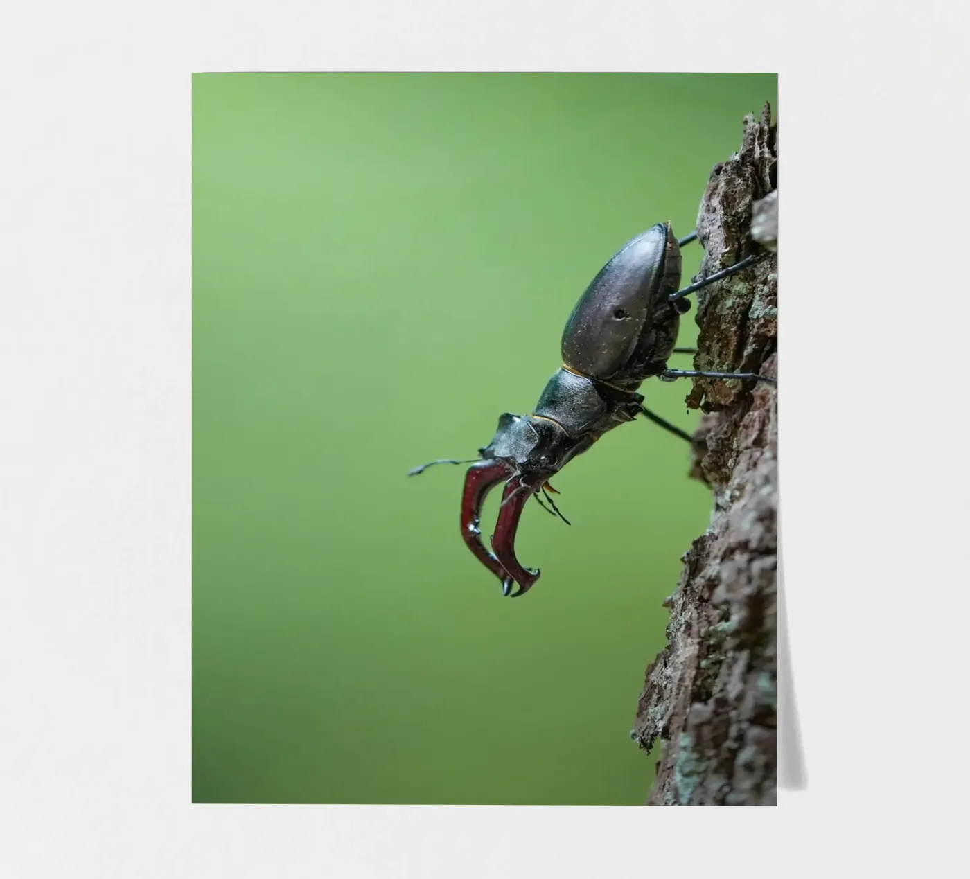 Hirschkäfer Stickerbogen von Tom's Wildlife