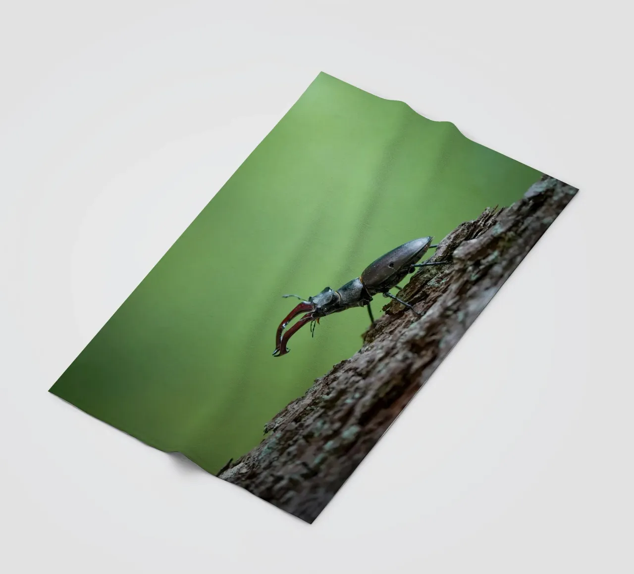 Hirschkäfer Fleecedecke von Tom's Wildlife